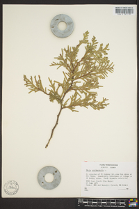 Thuja occidentalis image