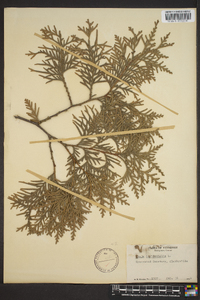 Thuja occidentalis image