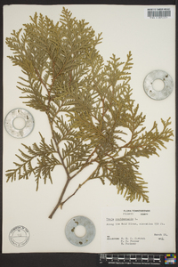 Thuja occidentalis image