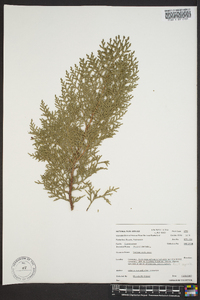 Thuja occidentalis image