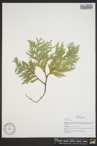 Thuja occidentalis image