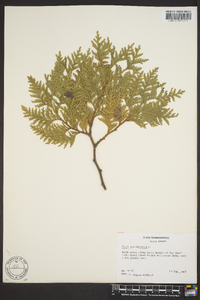 Thuja occidentalis image