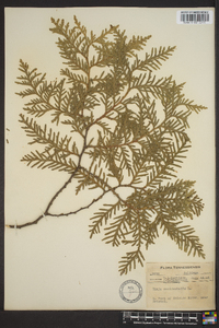 Thuja occidentalis image