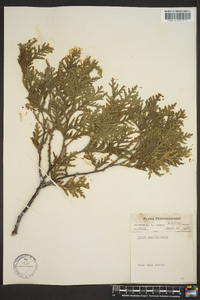 Thuja occidentalis image