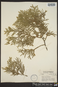 Thuja occidentalis image