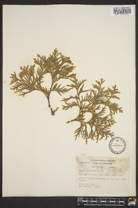 Thuja occidentalis image