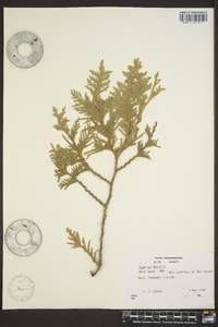 Thuja occidentalis image