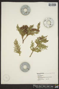 Thuja occidentalis image