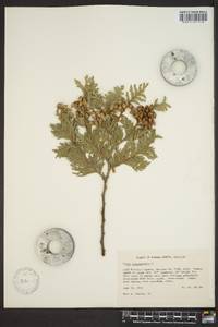 Thuja occidentalis image