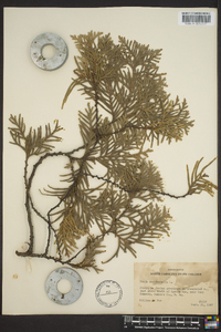 Thuja occidentalis image