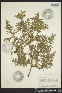 Thuja occidentalis image