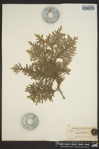 Thuja occidentalis image