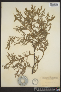 Thuja occidentalis image