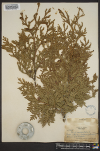 Thuja occidentalis image