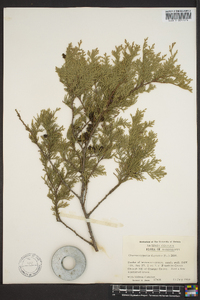 Chamaecyparis thyoides image