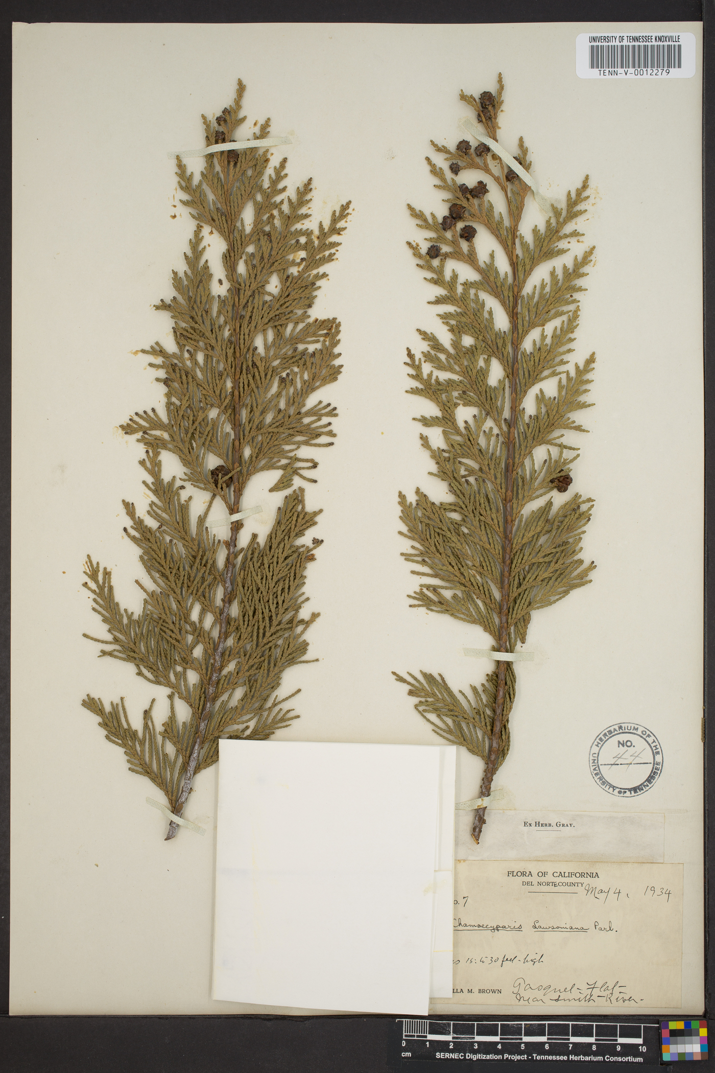 Chamaecyparis lawsoniana image