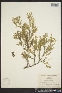 Chamaecyparis thyoides image