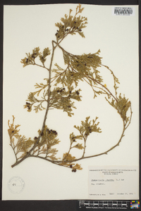 Chamaecyparis thyoides image