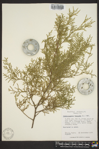 Chamaecyparis thyoides image