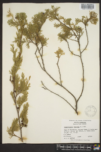 Chamaecyparis thyoides image