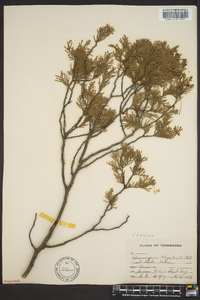 Chamaecyparis thyoides image