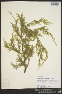 Chamaecyparis thyoides image