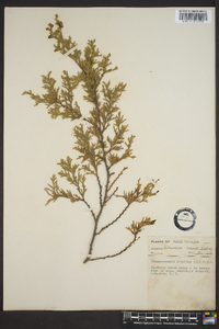 Chamaecyparis thyoides image