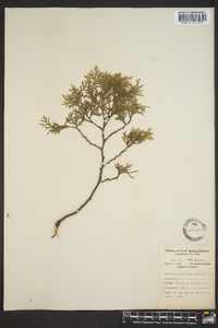 Chamaecyparis thyoides image