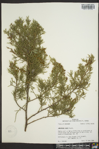 Juniperus ashei image