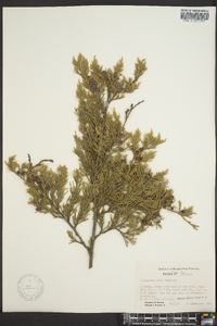 Juniperus ashei image