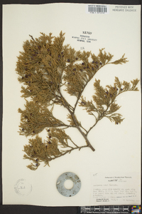 Juniperus ashei image