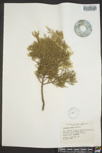 Juniperus ashei image