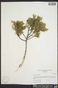 Juniperus ashei image