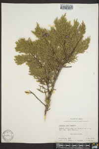 Juniperus ashei image