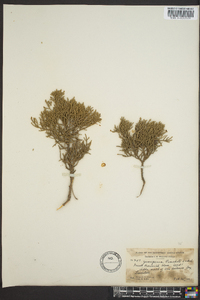 Juniperus pinchotii image