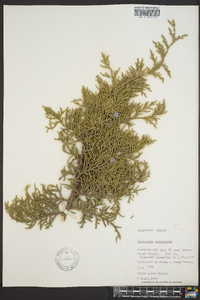 Juniperus scopulorum image