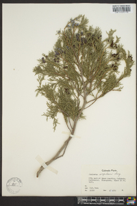 Juniperus scopulorum image