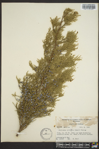 Juniperus silicicola image