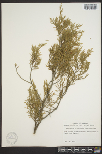 Juniperus silicicola image