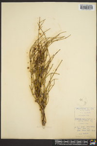 Ephedra antisyphilitica image