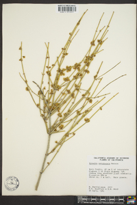 Ephedra nevadensis image