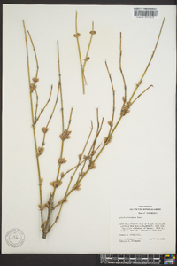 Ephedra trifurca image