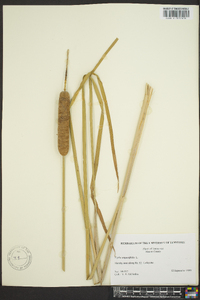 Typha angustifolia image