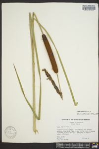 Typha angustifolia image