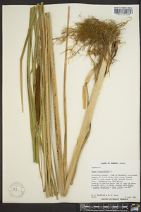 Typha angustifolia image