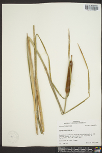 Typha angustifolia image