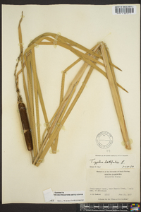 Typha domingensis image