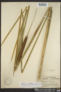 Typha angustifolia image