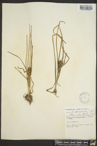 Sparganium angustifolium image