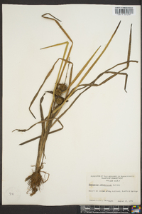 Sparganium angustifolium image